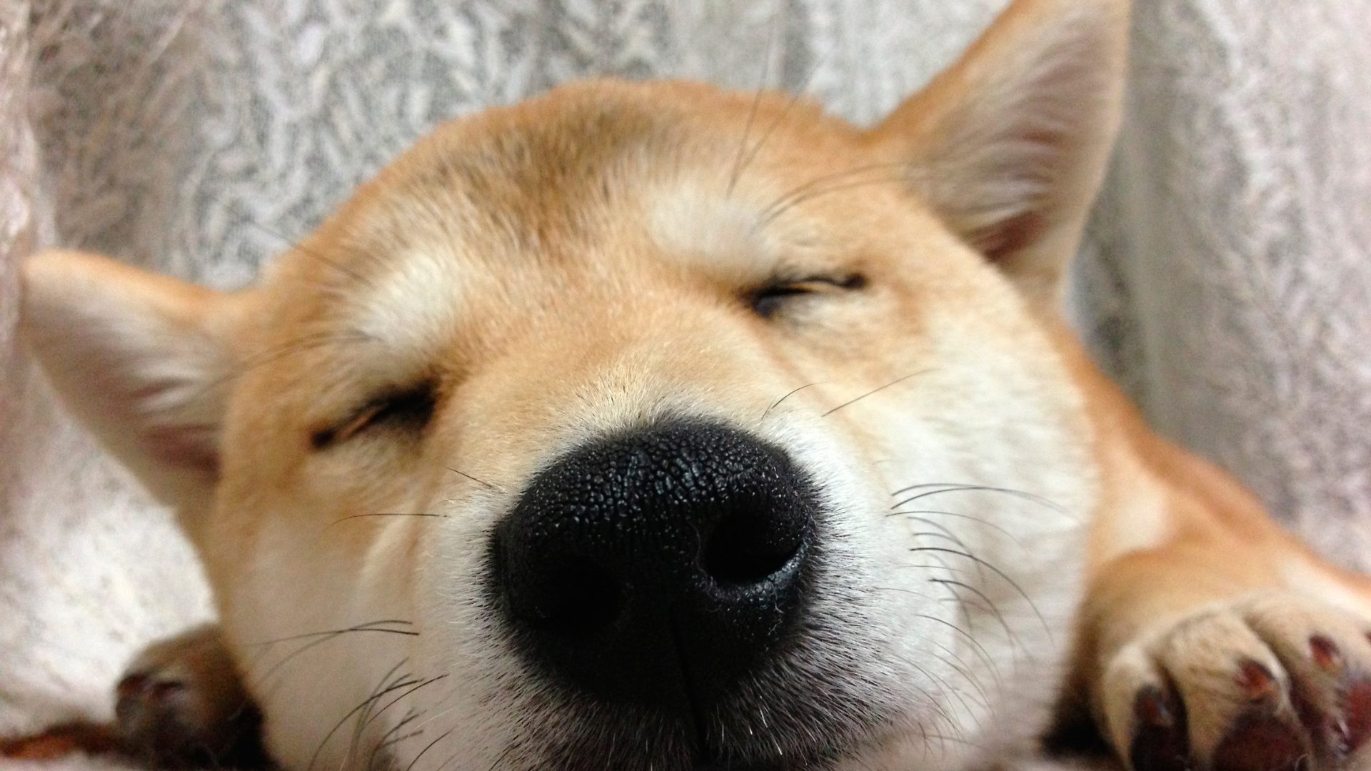 ココ