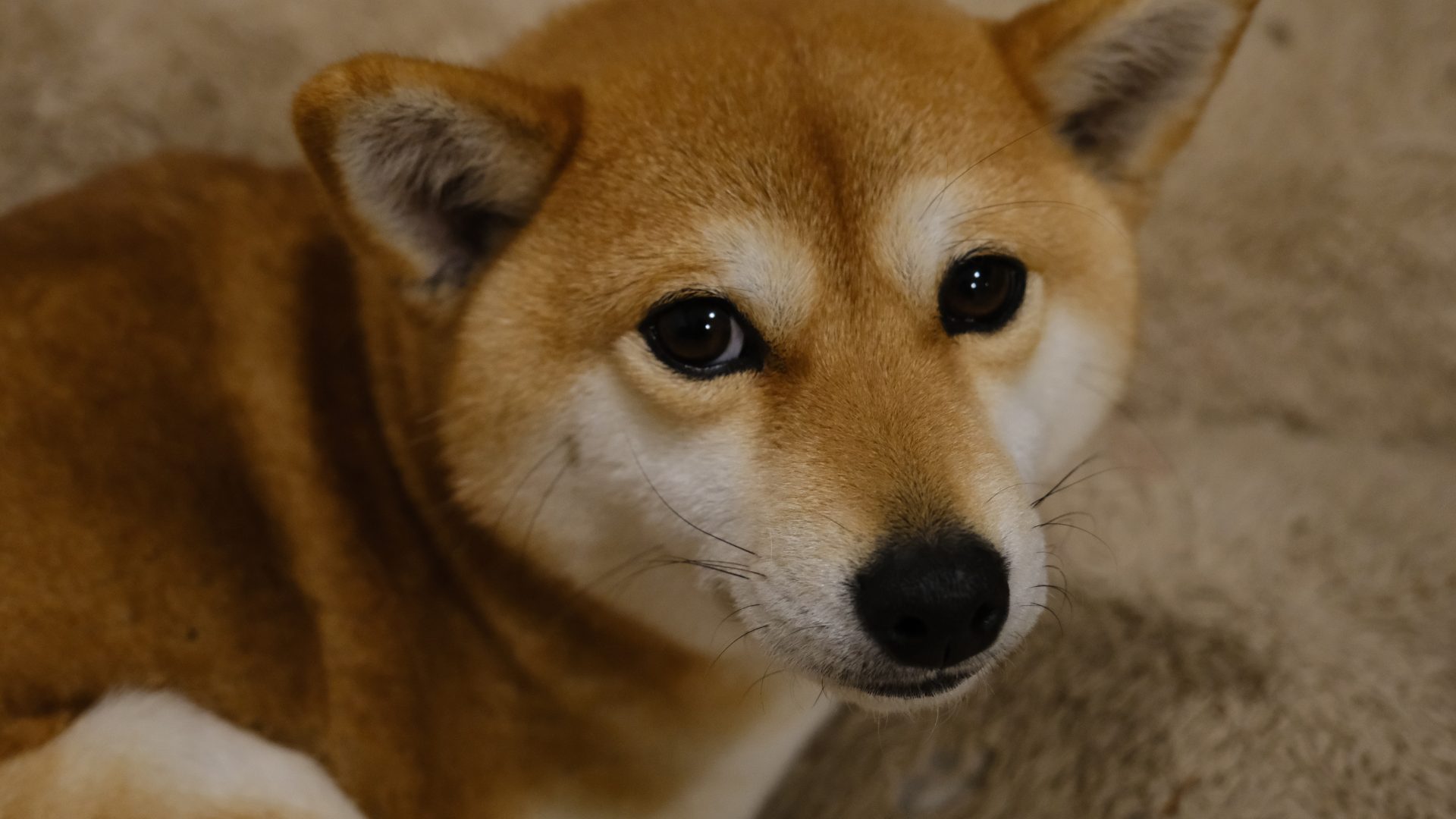 タロ